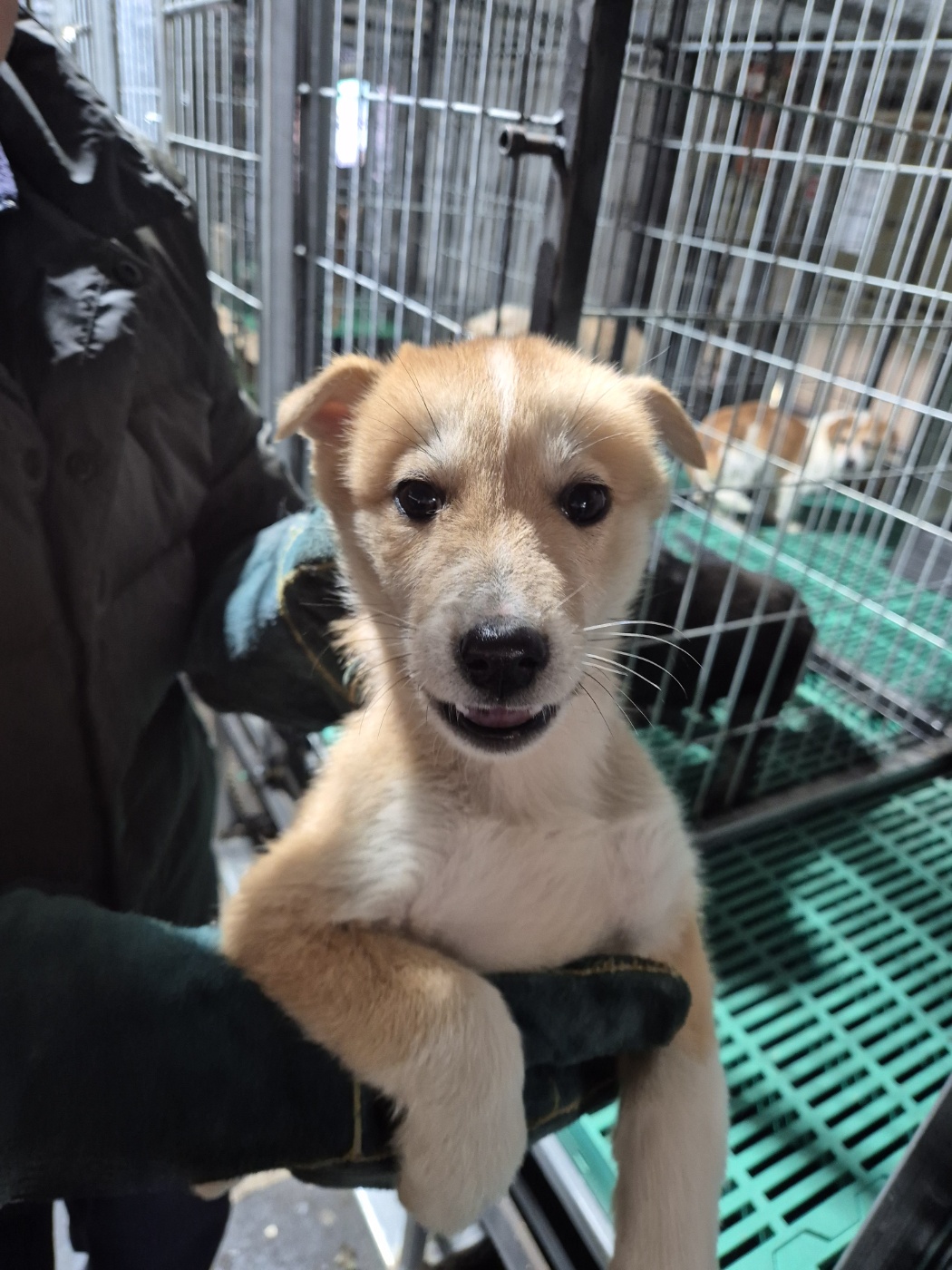 남양동물보호센터_441553202404112